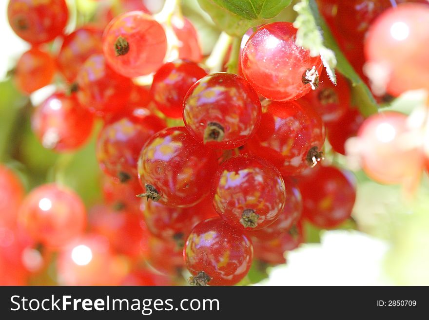 Red currant berries in the garden