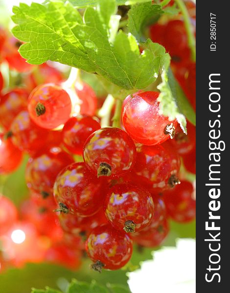 Red currant berries in the garden