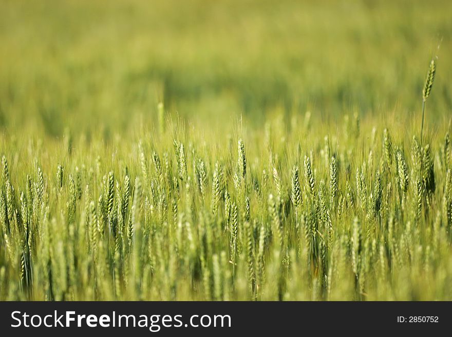 Jung grain agricultural field in spring. Jung grain agricultural field in spring