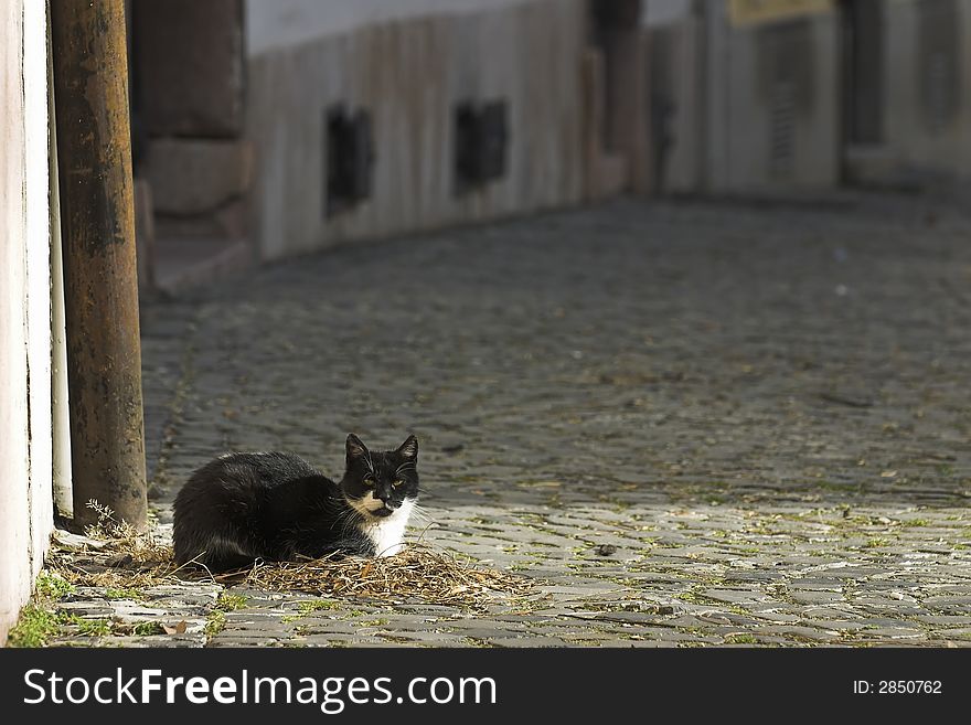A black and white cat in a medieval city, GyÅ‘r, Hungary. A black and white cat in a medieval city, GyÅ‘r, Hungary