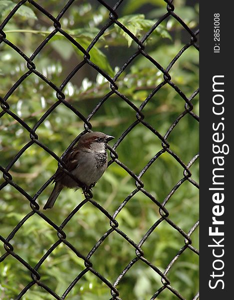 Sparrow is sitting between the wires of a fence. Sparrow is sitting between the wires of a fence