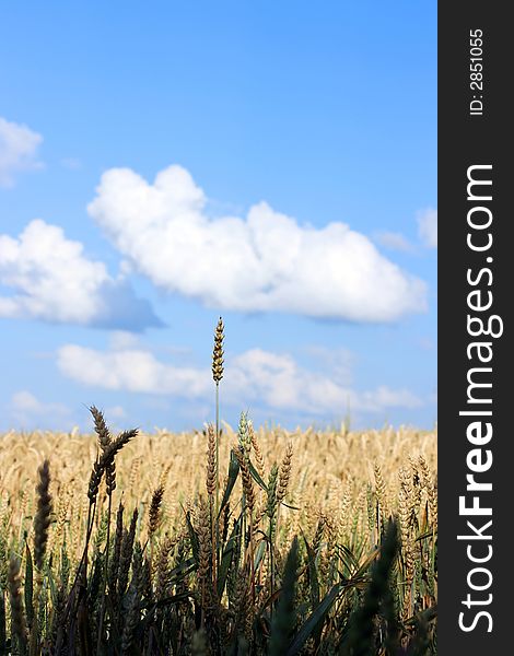 This image shows a wheatenculm with sky and clouds