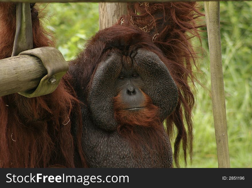 Orangutan hanging from swing at zoo. Orangutan hanging from swing at zoo