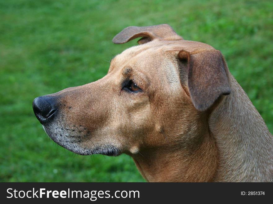 A beautiful rhodesian ridgeback  dog in profile.