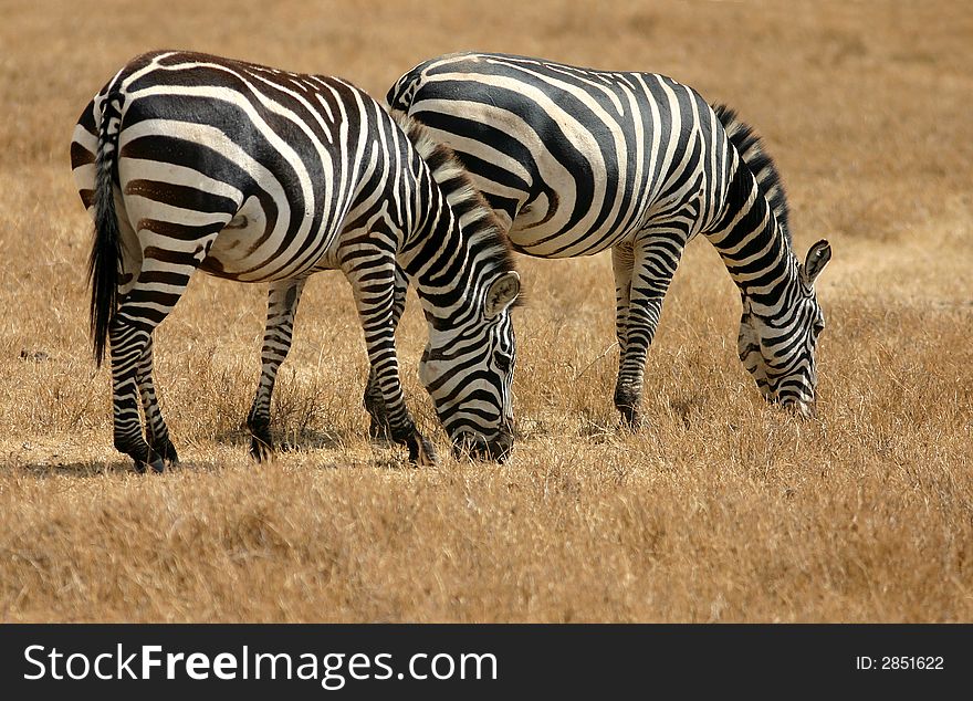 Two Zebras Grazing in Tanzania at Ngorongoro National Park