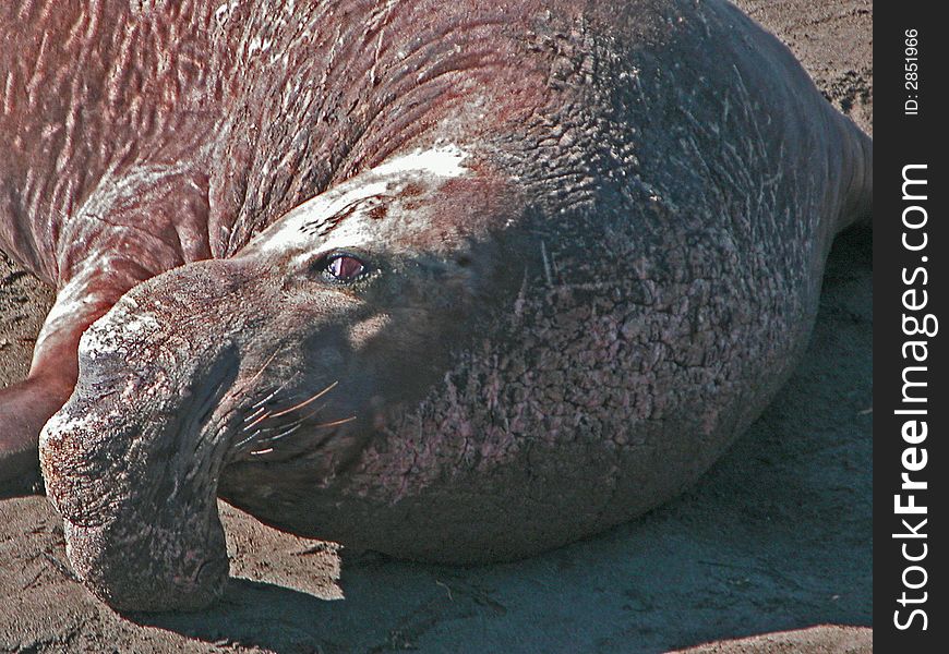 Close up of a male elephant seal resting on a beach