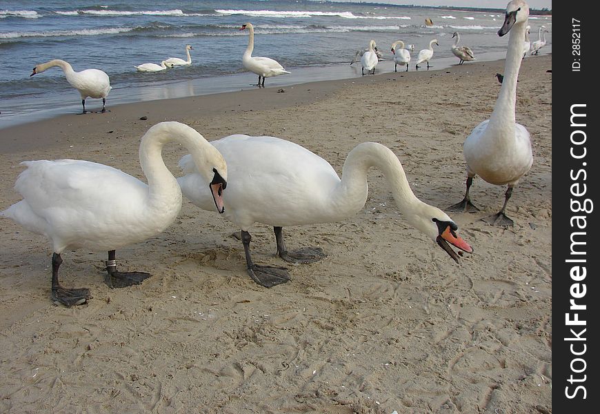 Big and beautiful white swans on the beach