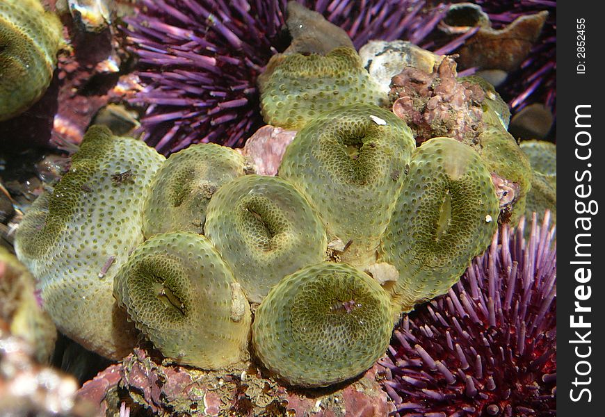 Green anemones amongst the purple urchins in a small tide pool in Fitzgerald Marine Reserve, Moss Beach, CA. Green anemones amongst the purple urchins in a small tide pool in Fitzgerald Marine Reserve, Moss Beach, CA