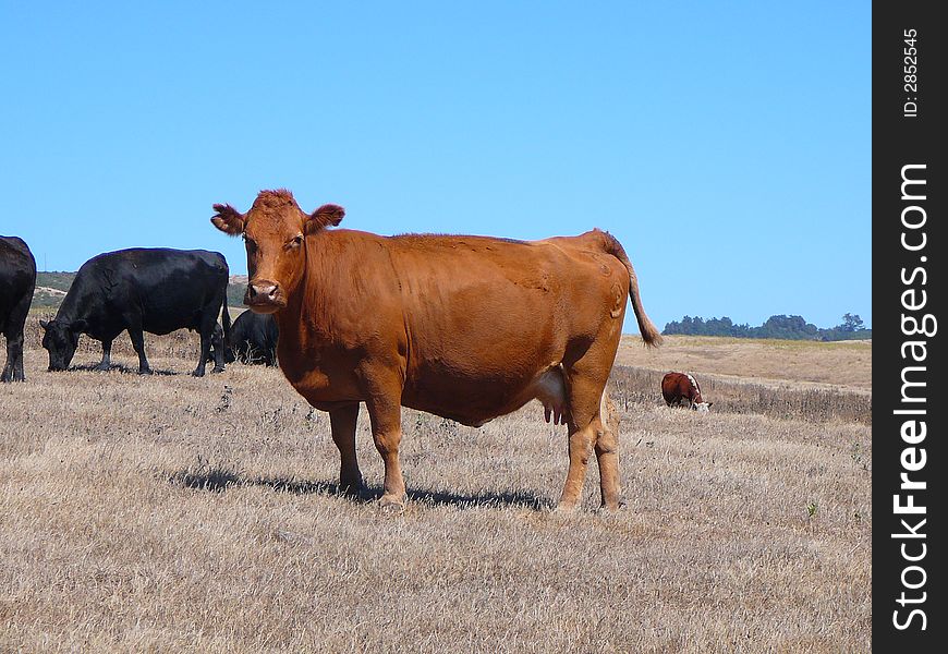 Brown cow in a dry field. Brown cow in a dry field