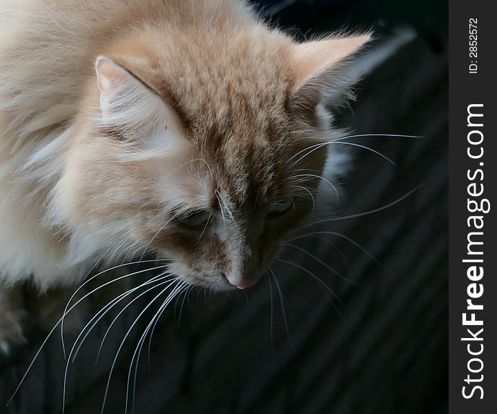 The young cat with long moustaches hunts in darkness