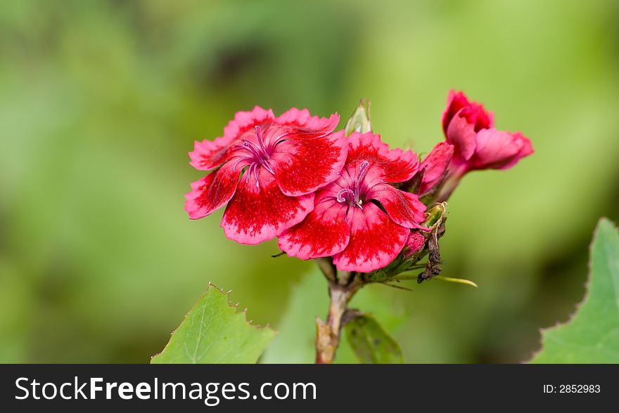 Photo of flowers of a pink carnation in a garden on a background of foliage