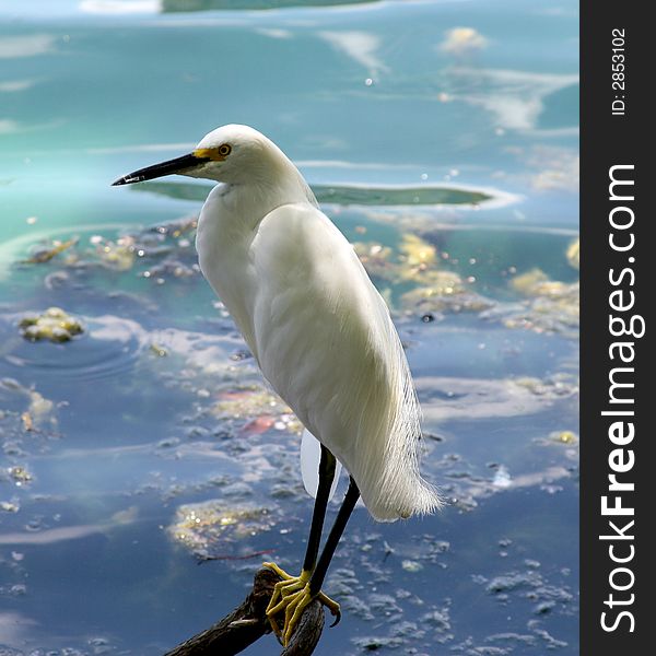 Snowy egret (Egretta thula) wading in Lake Eola in Orlando, Florida