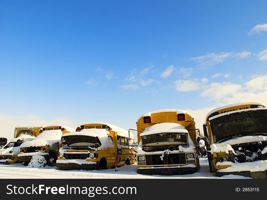 Row of old yellow school buses at a junk yard