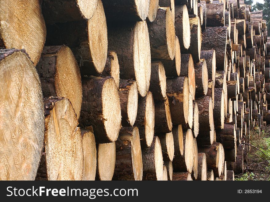 Many piled up chopped trees. Many piled up chopped trees.