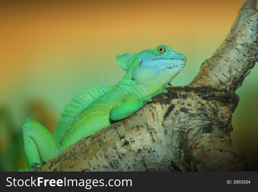 Green basilisk lizard shot in terrarium