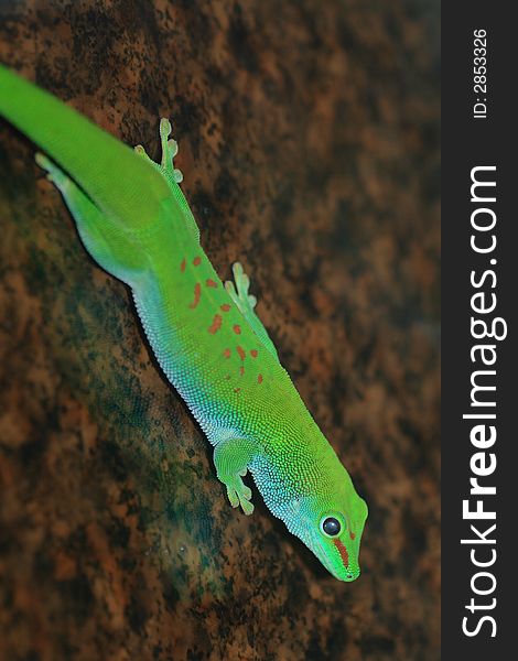 Green gecko lizard shot in terrarium