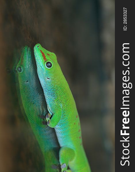 Green gecko lizard shot in terrarium