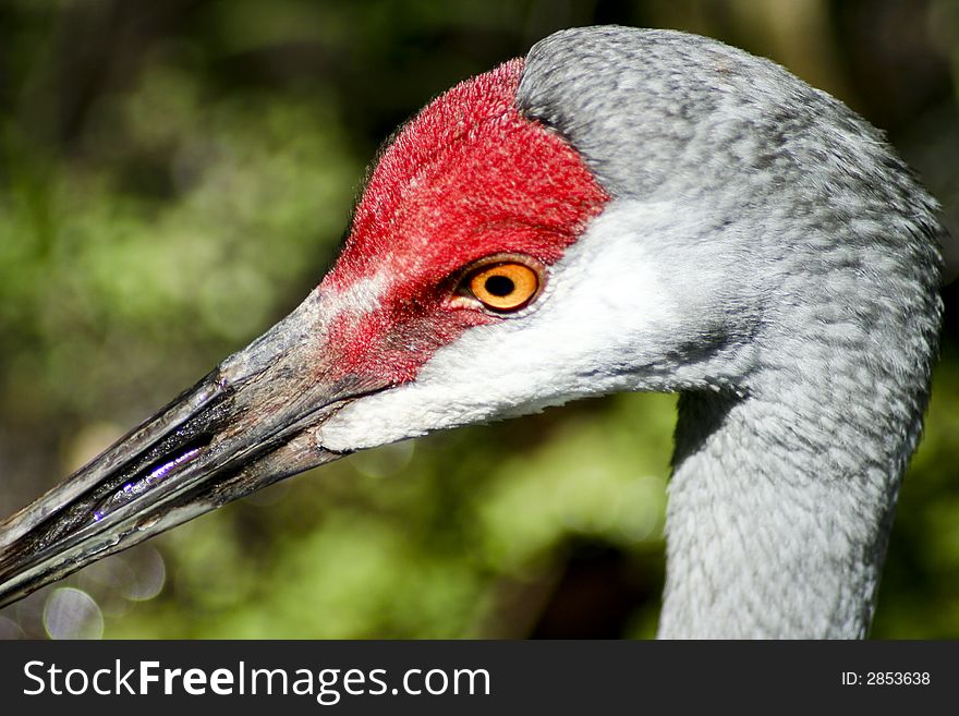 Beautiful stork-like bird with a bright red face.