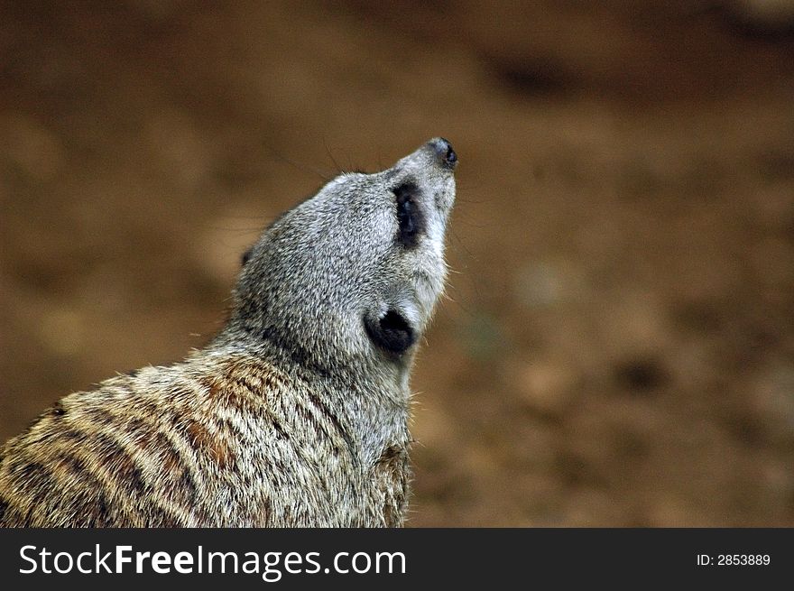 A close-up of a Meerkat standing guard looking upward to the sky.