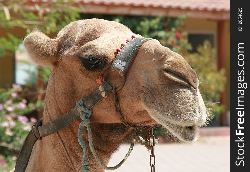 Turkish camel in team close-up