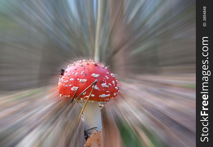 Red mushroom in forest - background