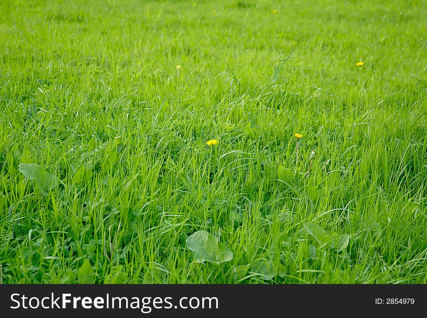 Juice green grass covers a glade in the city park