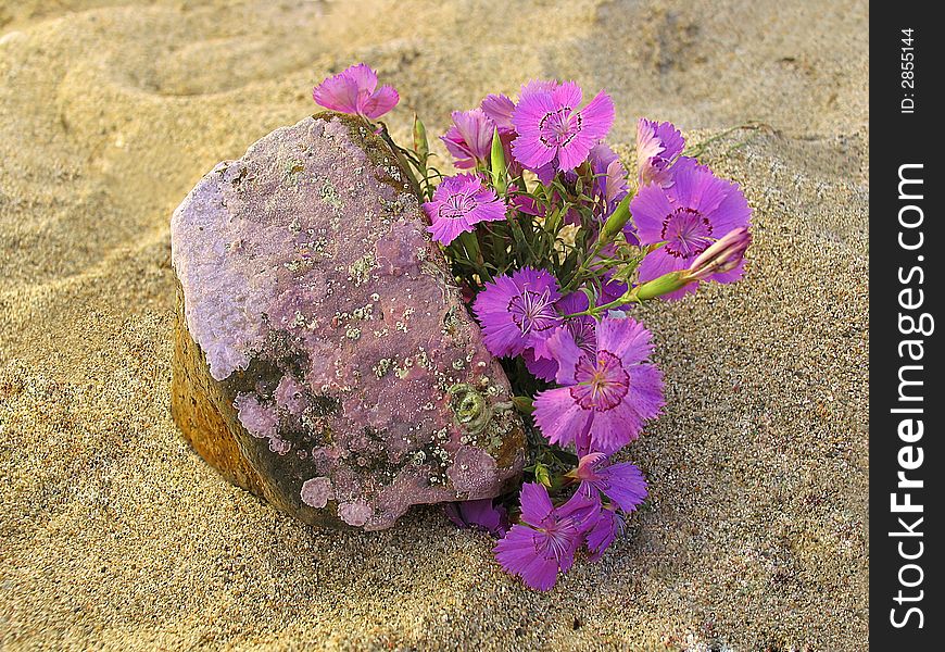 Pink On Sand Near The Stone