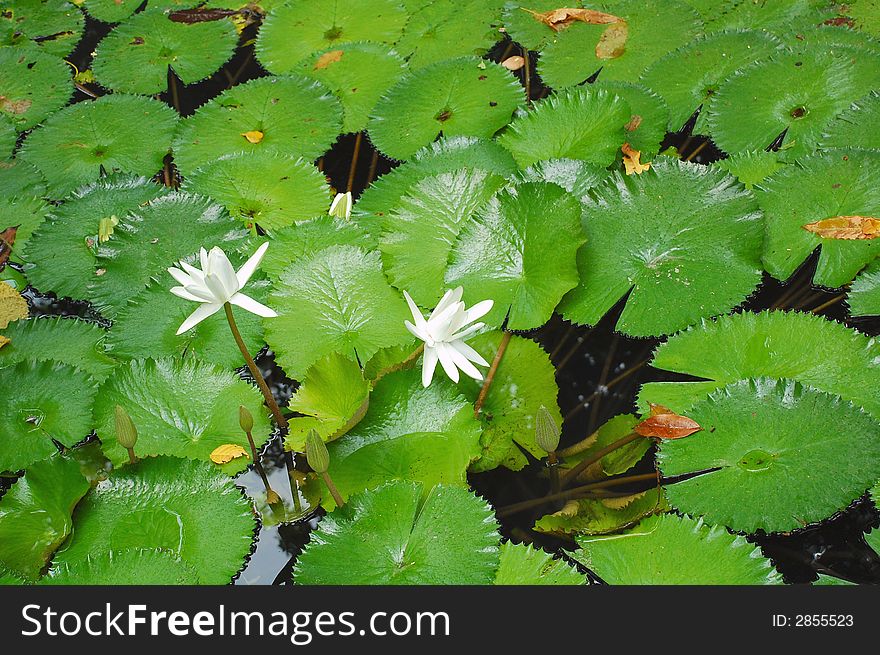 Pair of white lilies on the pond. Pair of white lilies on the pond