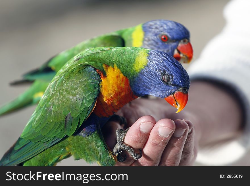 lorikeets eating out of hand