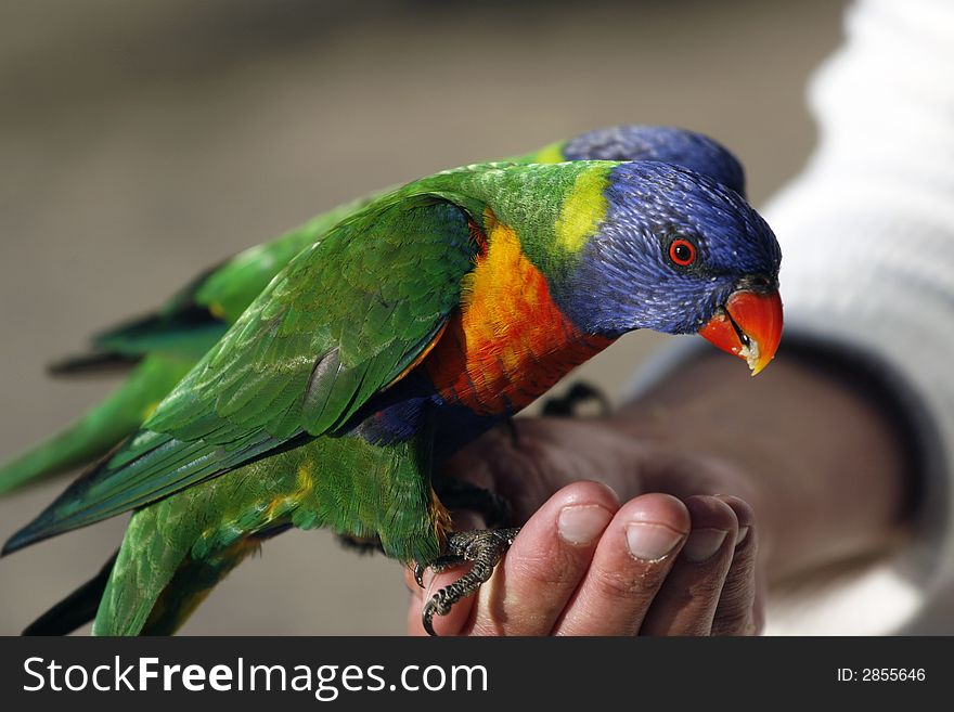 Lorikeets eating out of hand