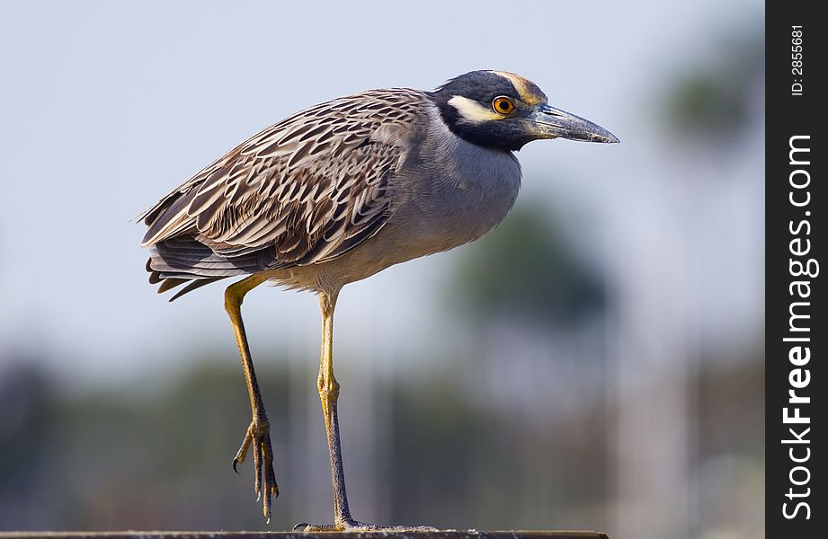 Yellow-crowned Night Heron perched on a dock in central Florida. Yellow-crowned Night Heron perched on a dock in central Florida