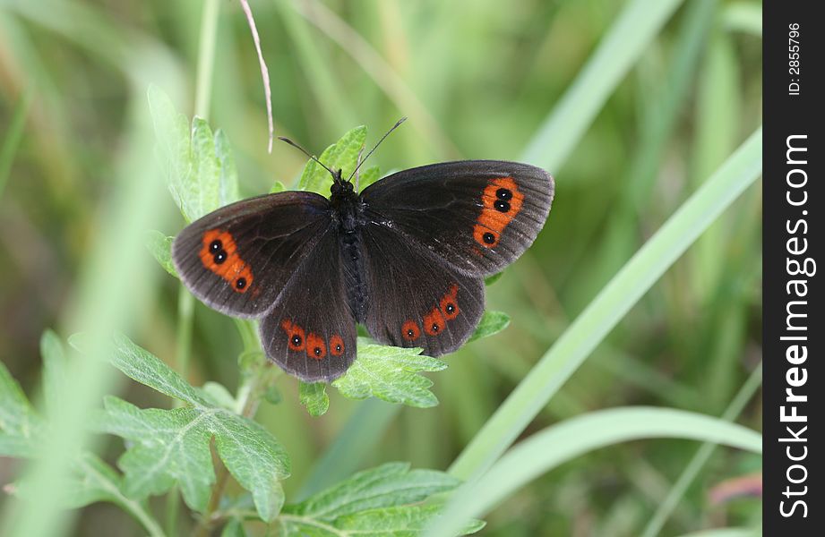 The beautiful black butterfly on green foliage