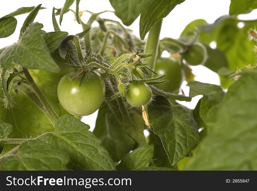 Growing green tomatoes isolated on the white background. Growing green tomatoes isolated on the white background