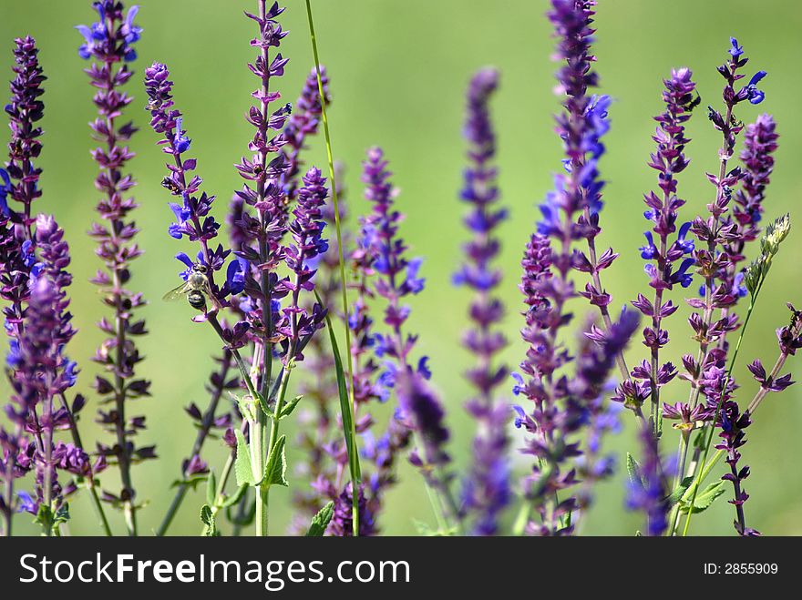 A bee harvest nectar from purple flowers; flying bee. A bee harvest nectar from purple flowers; flying bee