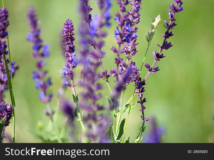 Background of purple wildflowers; macro shoot