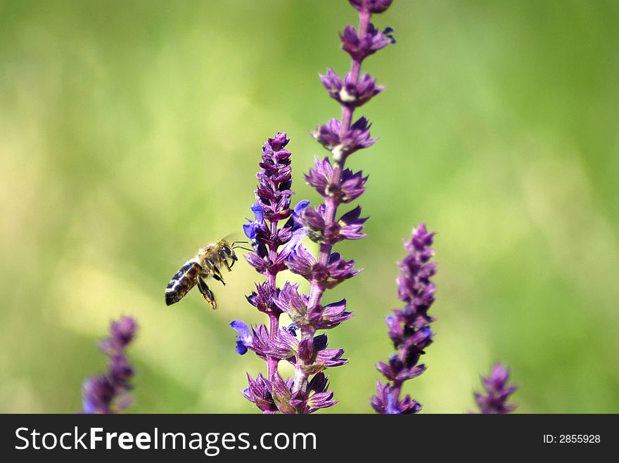 A bee harvest nectar from purple flowers; flying bee. A bee harvest nectar from purple flowers; flying bee