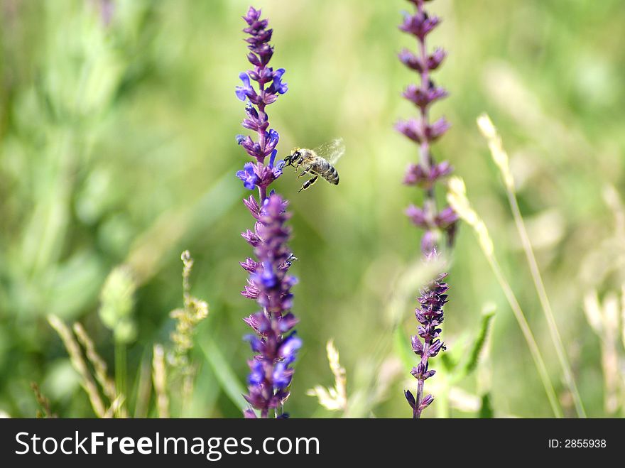 A bee harvest nectar from purple flowers; flying bee. A bee harvest nectar from purple flowers; flying bee