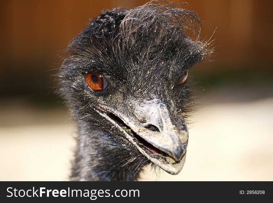 Emu in the zoo in Aachen