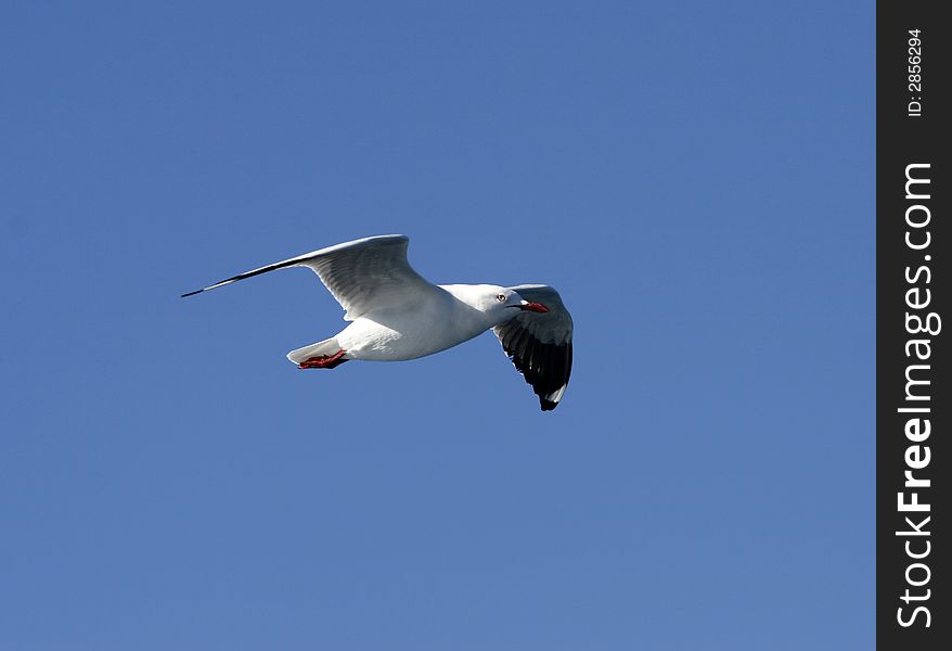 Seagull in flight