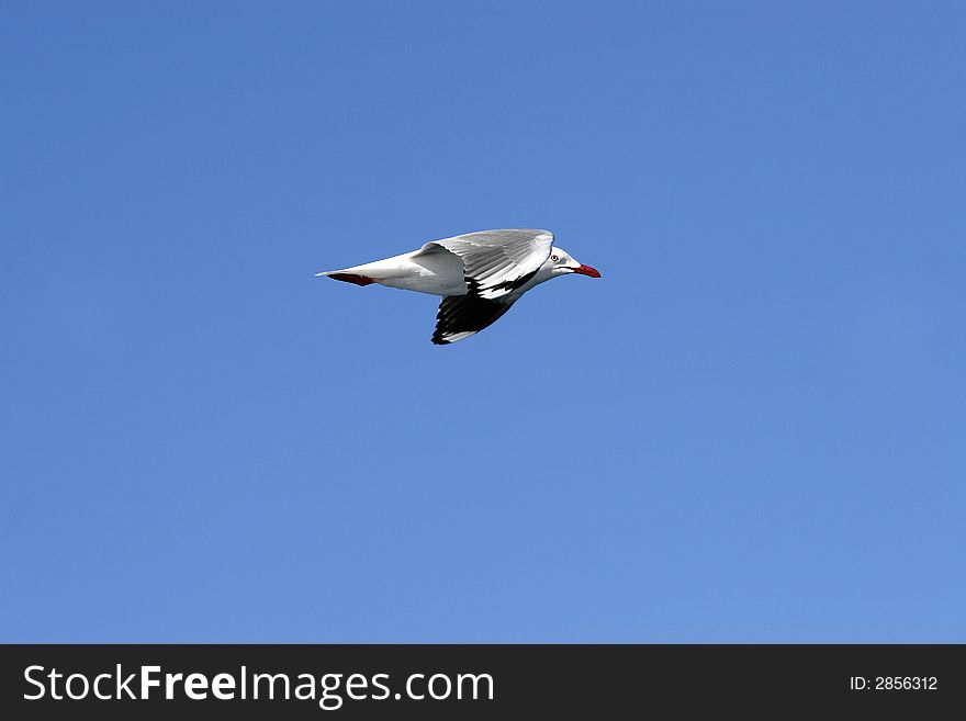 Seagull in flight in the Whitsundays area