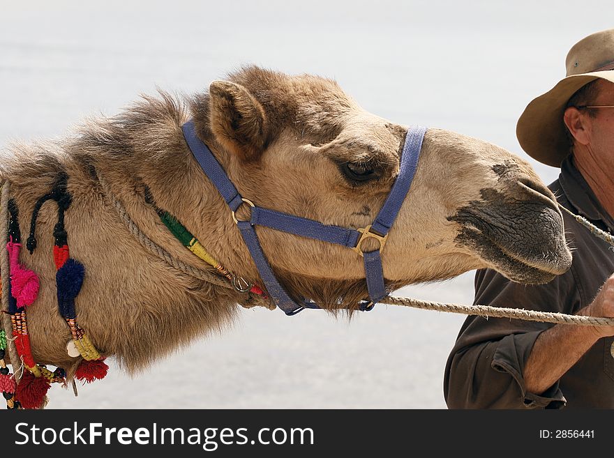 Camel Showing His Teeth