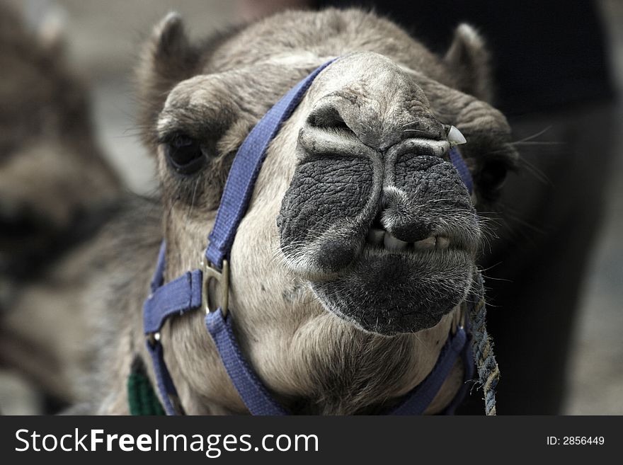 Camel Showing His Teeth