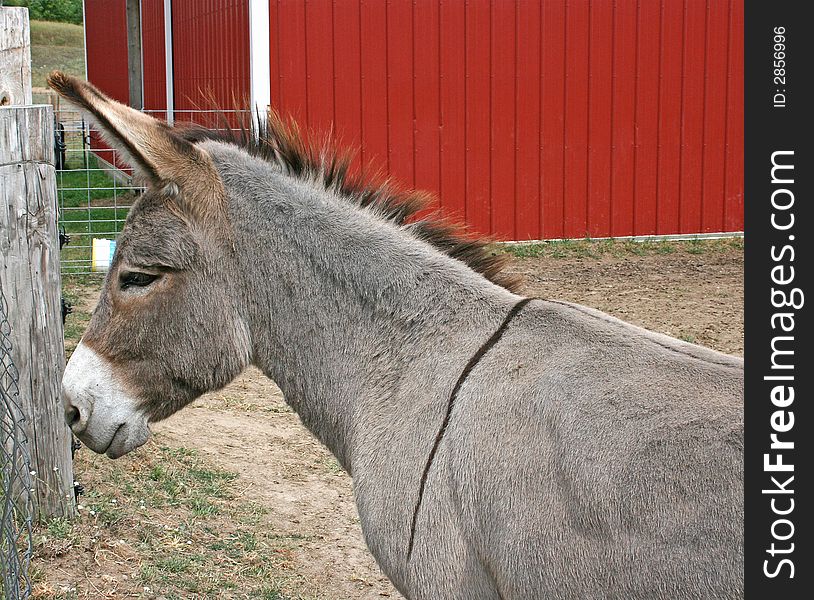 Western wild burro in barnyard. Western wild burro in barnyard