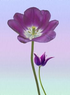Purple Tulips Royalty Free Stock Photo