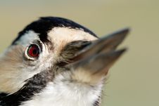 White-backed Woodpecker Stock Images
