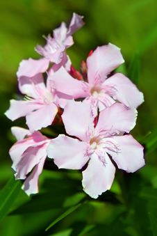 Nerium Oleander Flowers Stock Image Nerium Oleander Flowers Stock Image