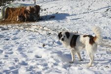 Dog And Cow Stock Photography
