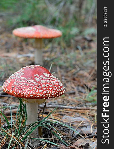 Mushroom with a beautiful red hat grows in the grass. Mushroom with a beautiful red hat grows in the grass
