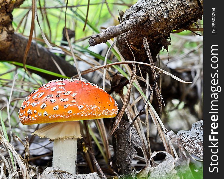 Amanita mushroom