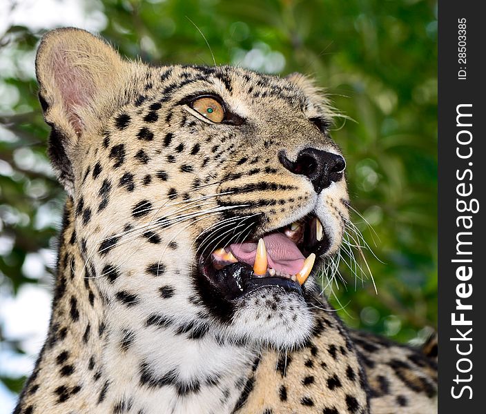 Leopard opened his mouth, fangs visible. Leopard opened his mouth, fangs visible